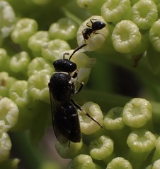 Hylaeus