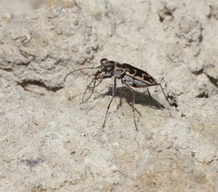 Ellipsoptera sperata inquisitor