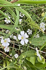 Gypsophila elegans