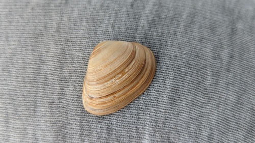 Cut Trough Shell, Schiermonnikoog, Schiermonnikoog, Friesland, Netherlands, photo 10 of 10