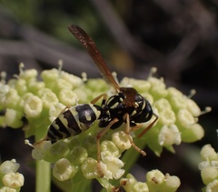 Polistes