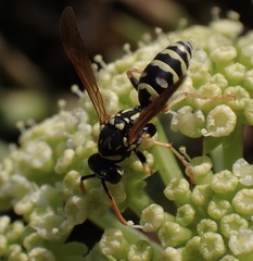 Polistes