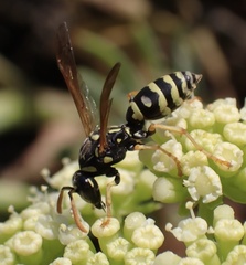 Polistes