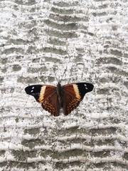 Asterocampa idyja argus