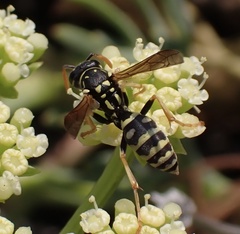 Polistes