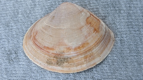 Rayed Trough Shell, Schiermonnikoog, Schiermonnikoog, Friesland, Netherlands, photo 7 of 10