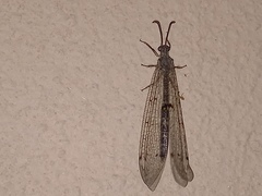 Distoleon tetragrammicus