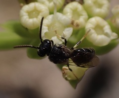 Hylaeus