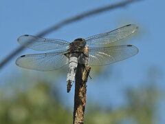 Libellula fulva