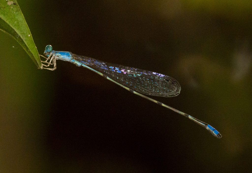 Aciagrion nodosum