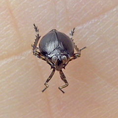 Phylloscelis atra