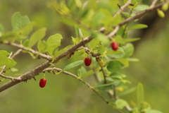 Erythroxylum havanense
