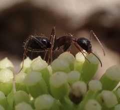 Camponotus sylvaticus