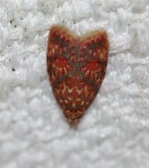 Lophopepla igniferella