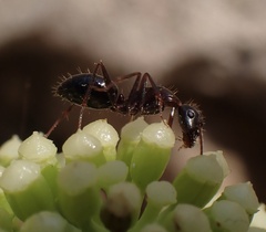Camponotus sylvaticus