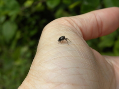 Phylloscelis atra