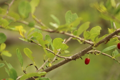 Erythroxylum havanense