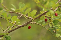 Erythroxylum havanense