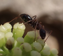 Camponotus sylvaticus