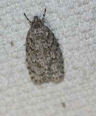 Agriophara horridula