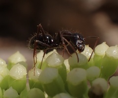 Camponotus sylvaticus