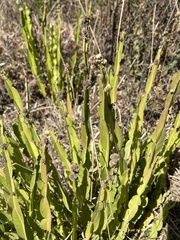 Baccharis trimera