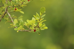 Erythroxylum havanense