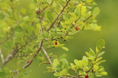 Erythroxylum havanense