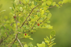 Erythroxylum havanense