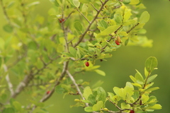 Erythroxylum havanense