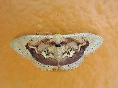 Idaea purpurascens