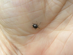 Phylloscelis atra