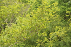 Erythroxylum havanense