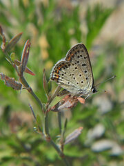 Lycaena tityrus
