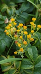 Jacobaea vulgaris dunensis