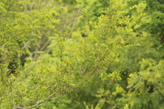 Erythroxylum havanense
