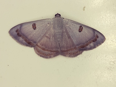 Argyrotome prospectata