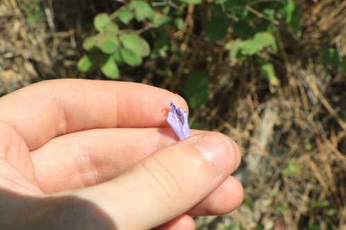 Image of Scutellaria angustifolia by no rights reserved