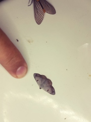 Argyrotome prospectata