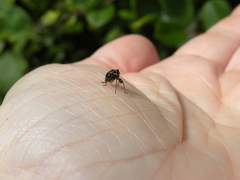 Phylloscelis atra