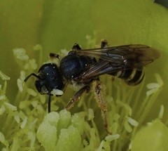 Halictus