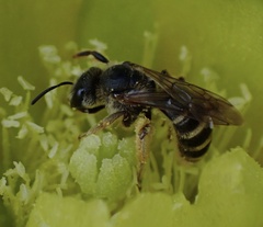Halictus