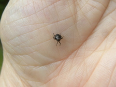 Phylloscelis atra