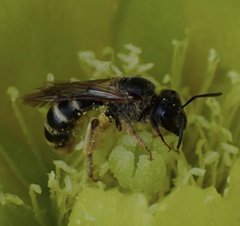 Halictus