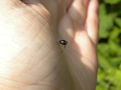 Phylloscelis atra