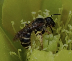 Halictus