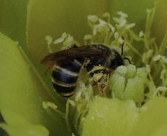 Halictus