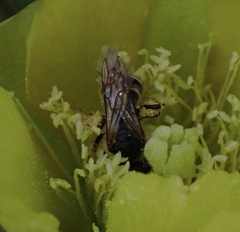 Halictus