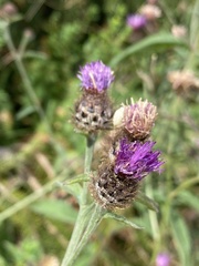 Centaurea nemoralis