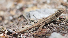 Sceloporus graciosus gracilis